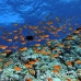 anthias_bro_l_n_h_0115_egy0551.jpg